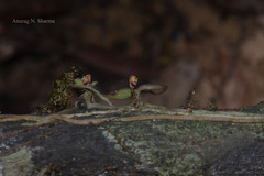 Smithsonia straminea